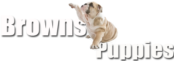 Browns English Bulldog Puppies